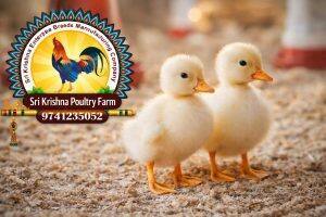 Day-Old Chicks