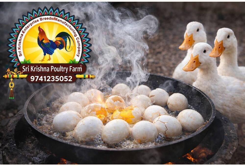 American White Duck Eating Eggs