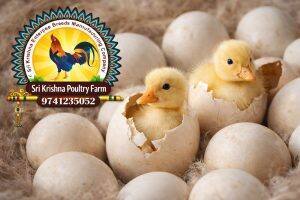 Eggs