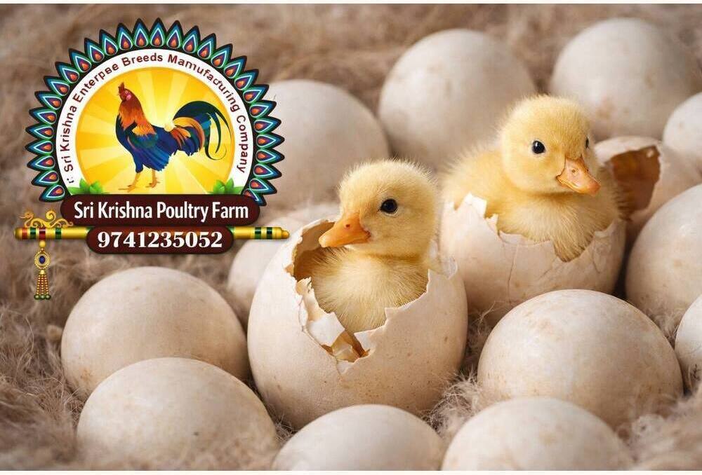 American White Duck Hatching Eggs
