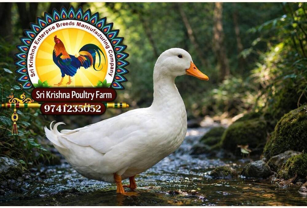 American White Duck