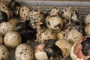 Eggs