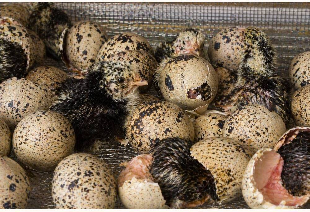 Ancona Hatching Eggs