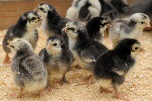 Day-Old Chicks