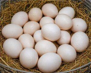 Eggs