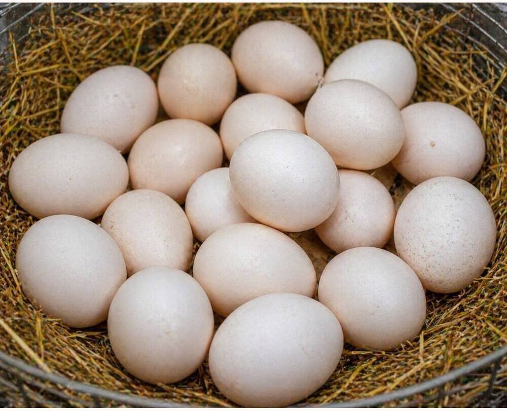 Andalusian Hatching Eggs