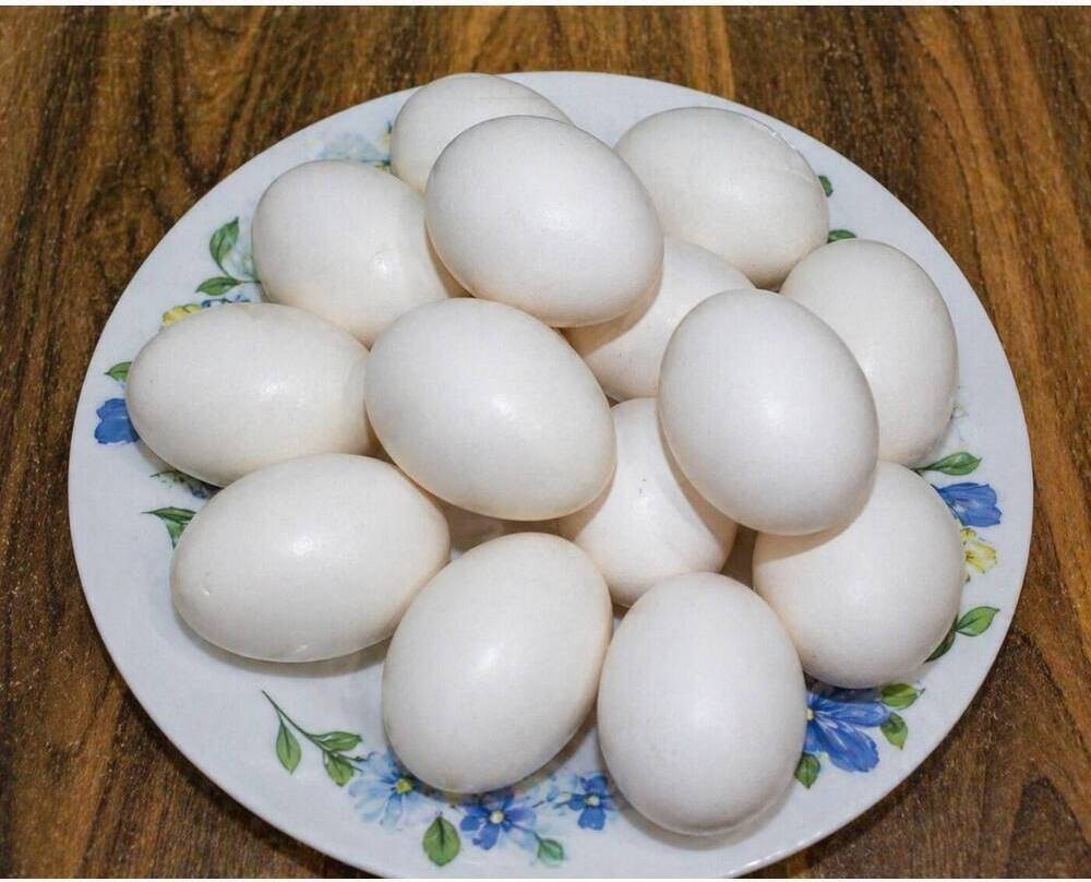 Andalusian Eating Eggs