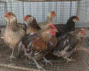 Adult Birds