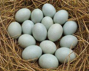 Eggs