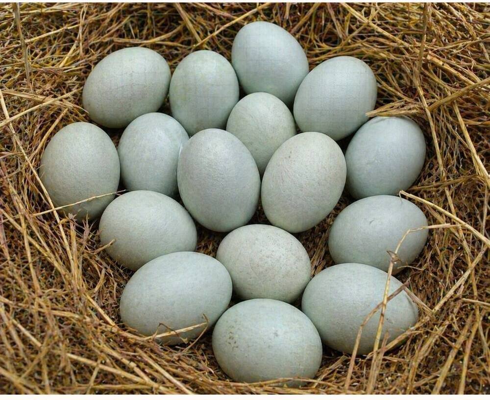 Araucana Hatching Eggs