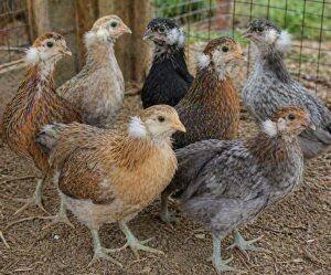 One-Month-Old Chicks