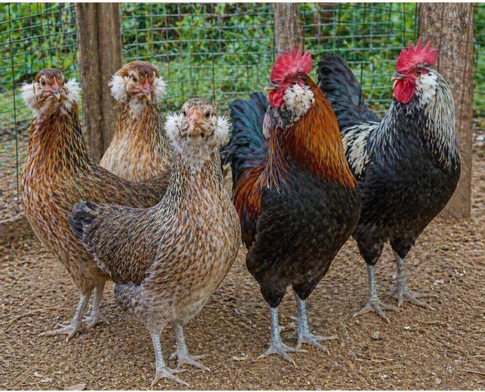 Araucana