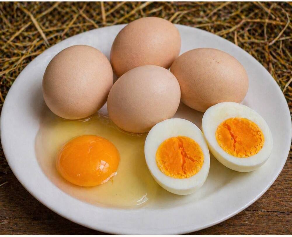 Australorp Eating Eggs