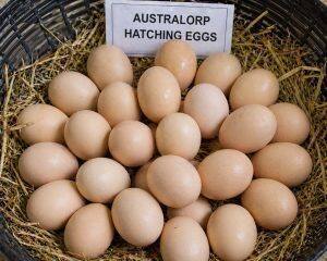 Eggs
