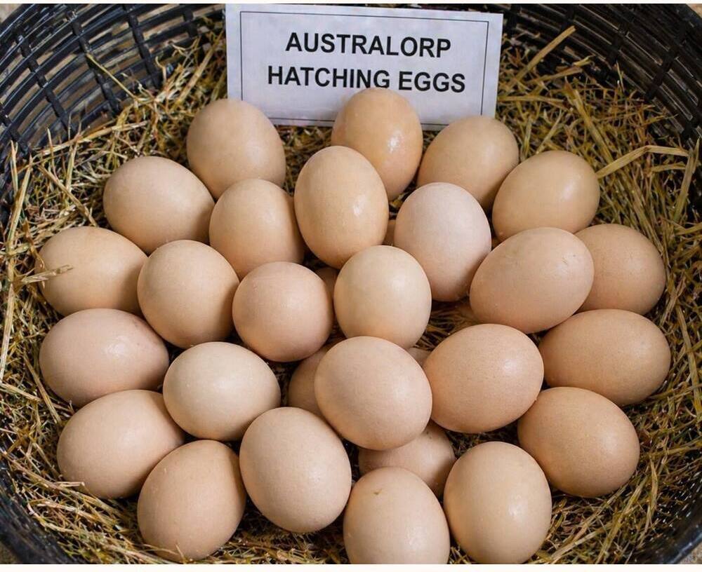 Australorp Hatching Eggs
