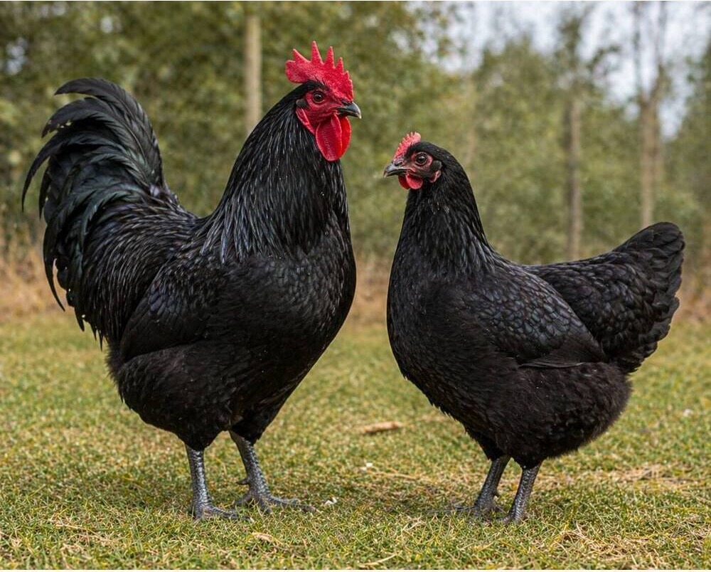 Australorp