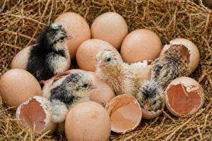 Eggs