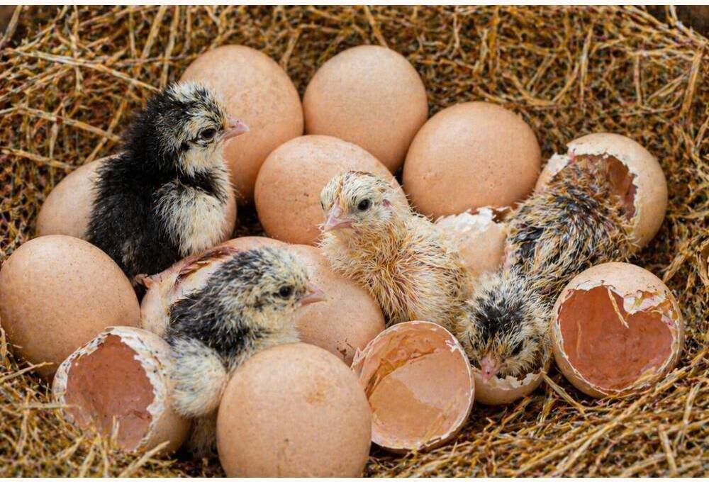 Brahma Hatching Eggs