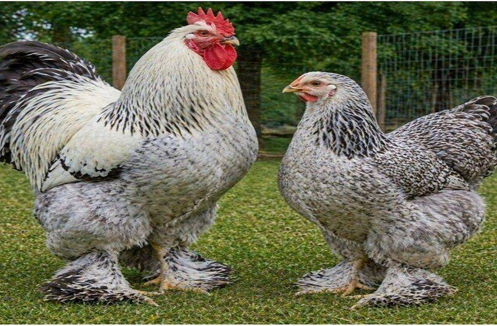 Brahma