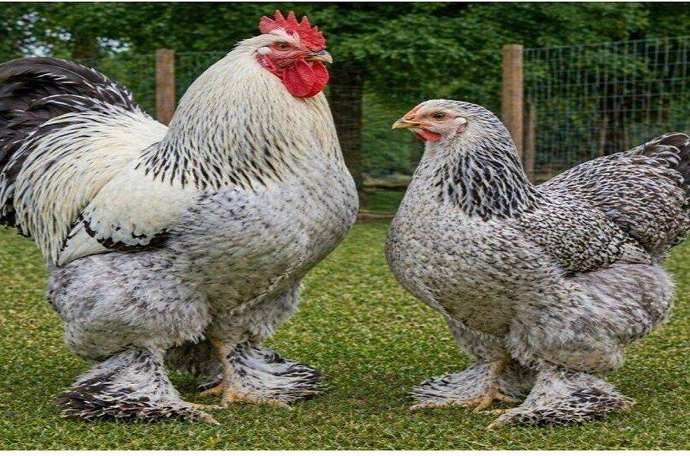 Brahma