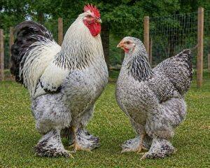 Adult Birds