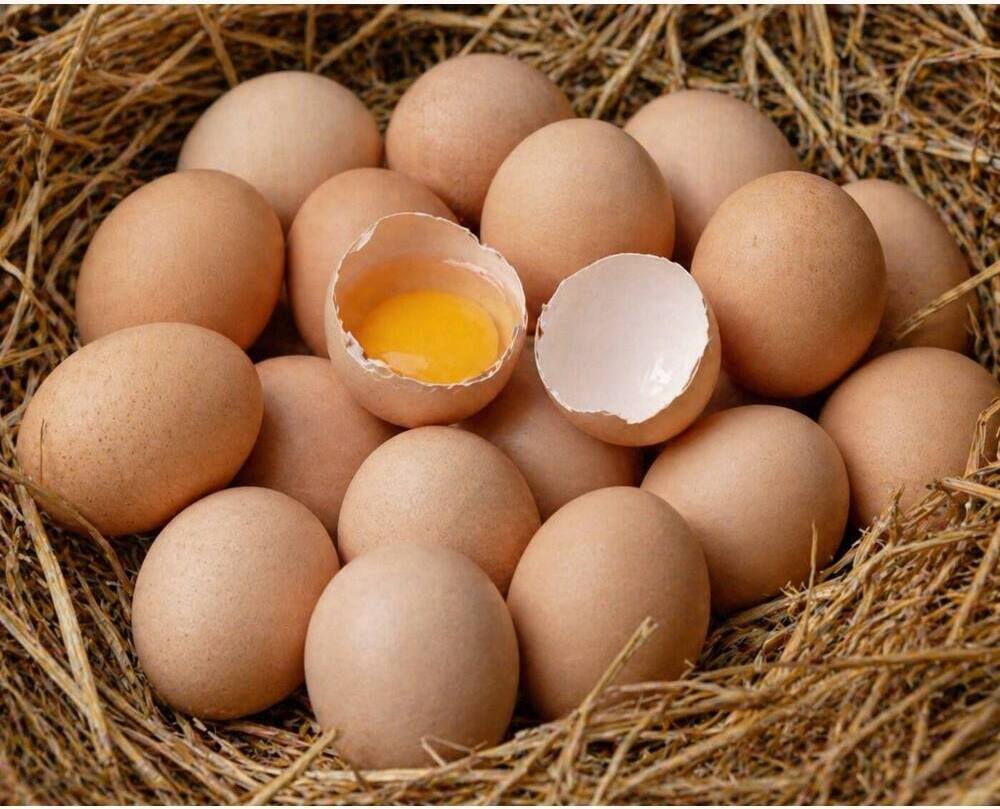 Brahma Eating Eggs