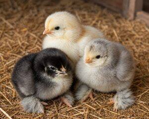 Day-Old Chicks