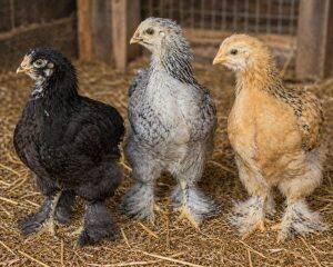 One-Month-Old Chicks