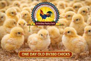 Day-Old Chicks