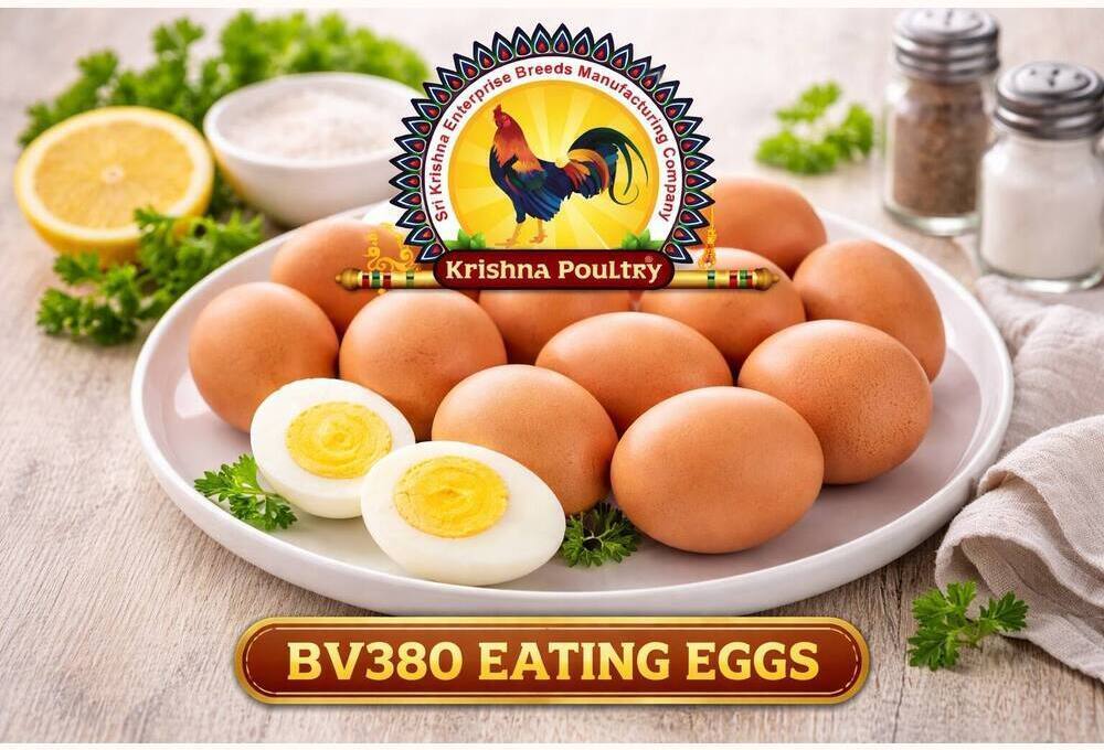 BV380 Breed Eating Eggs
