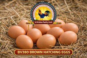 Eggs