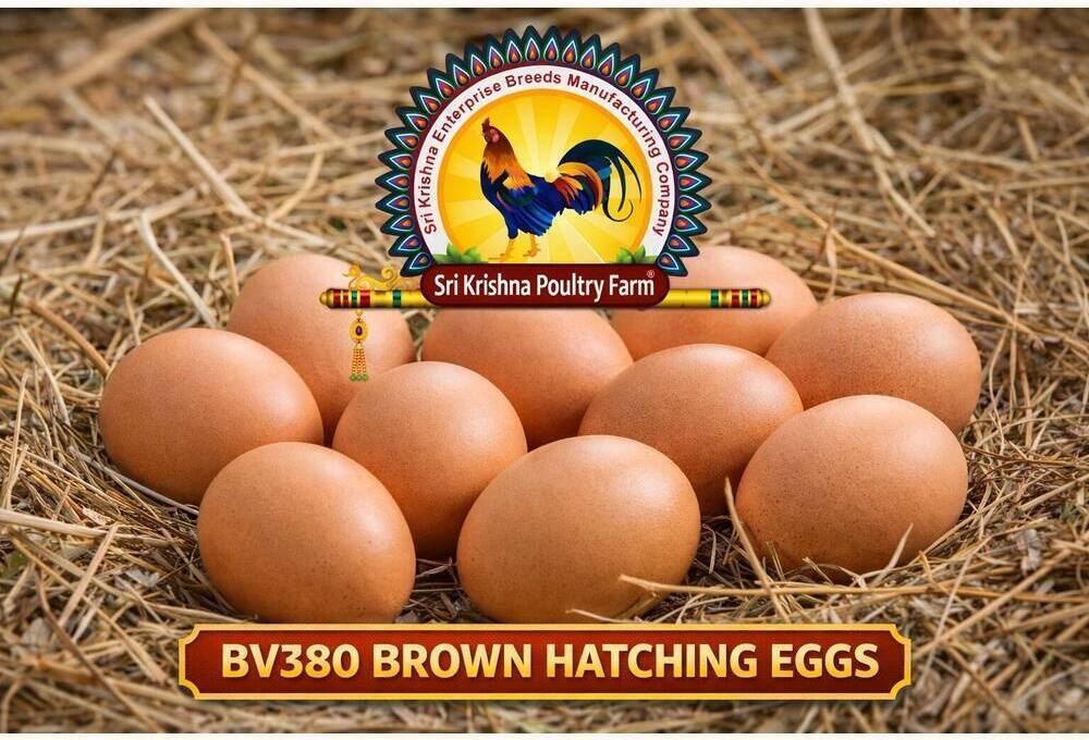 BV380 Breed Hatching Eggs