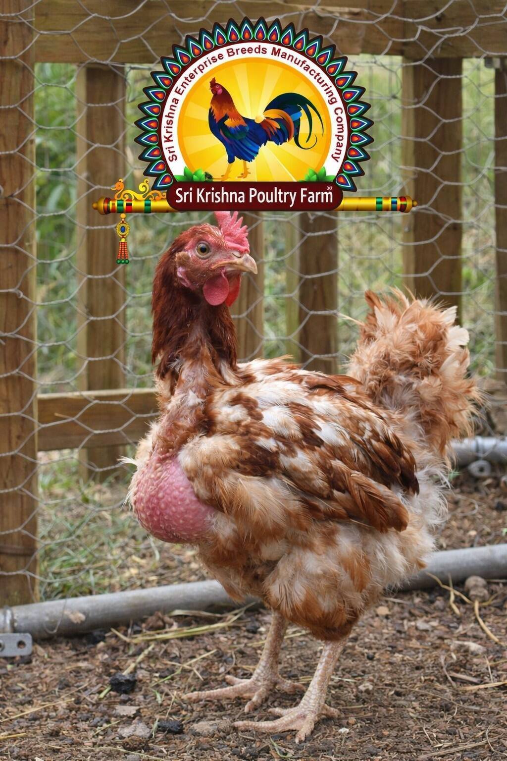 Adult Birds