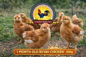 One-Month-Old Chicks