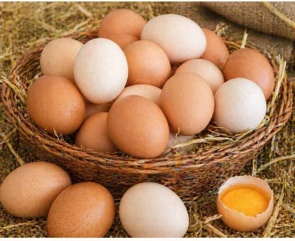 Kalki High Breed Eating Eggs