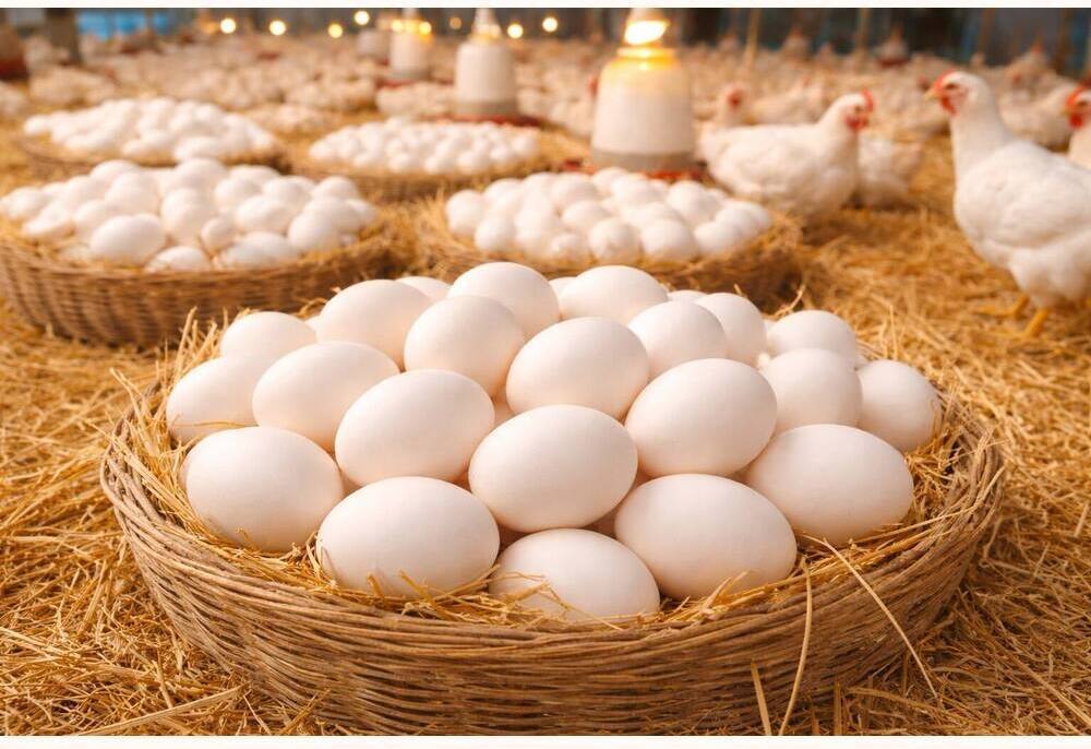 COBB-400 Broiler Hatching Eggs