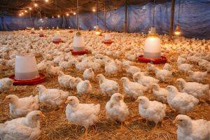 One-Month-Old Chicks