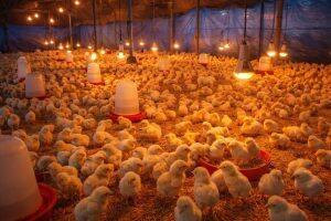 Day-Old Chicks
