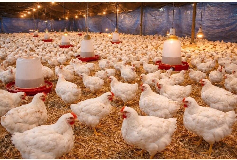 COBB-400 Broiler