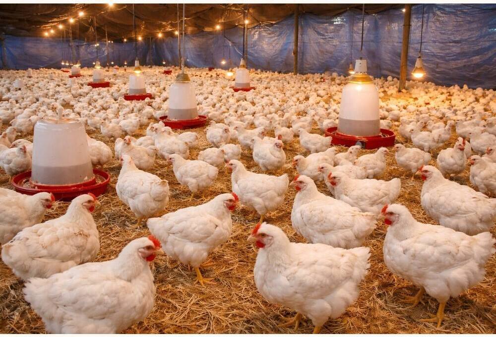 COBB-400 Broiler