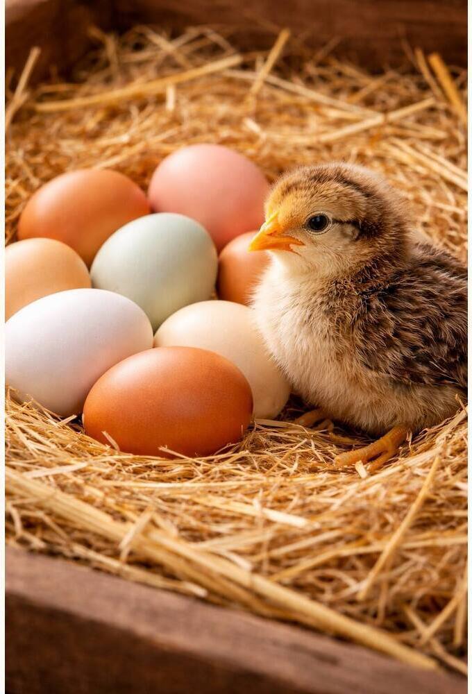 Country Nati Chicks Hatching Eggs