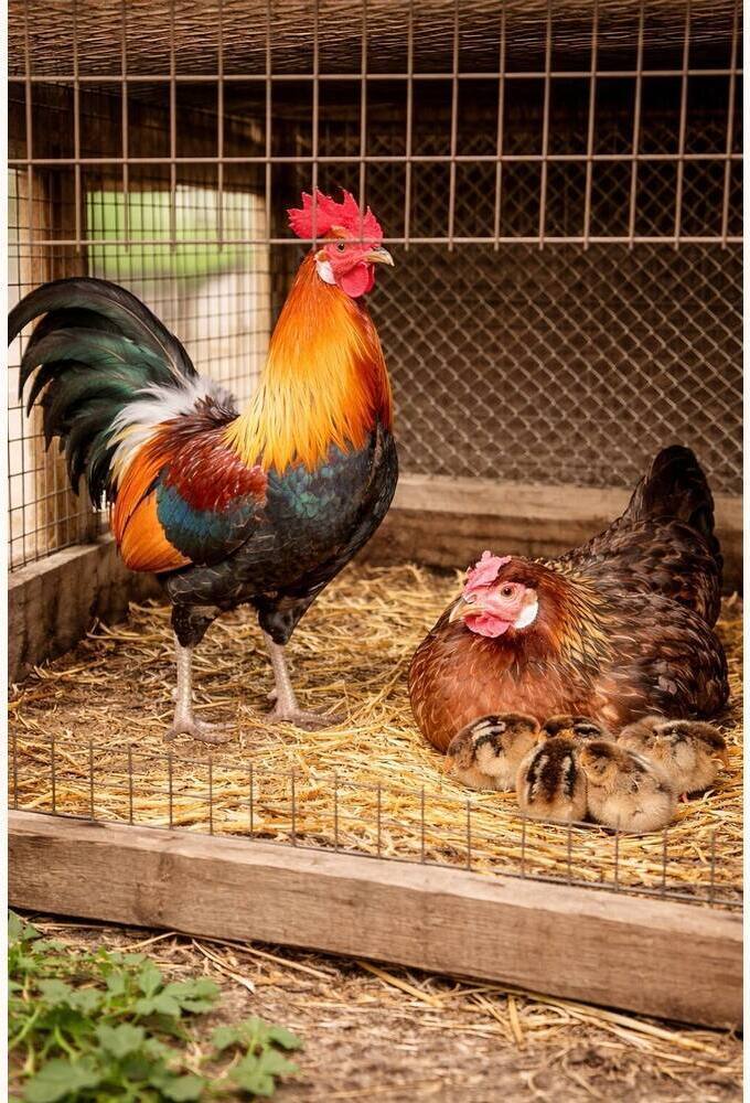 Country Nati Chicks