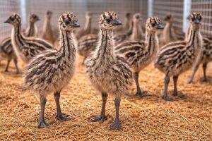One-Month-Old Chicks