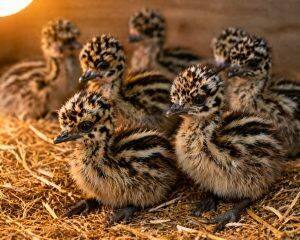 Day-Old Chicks