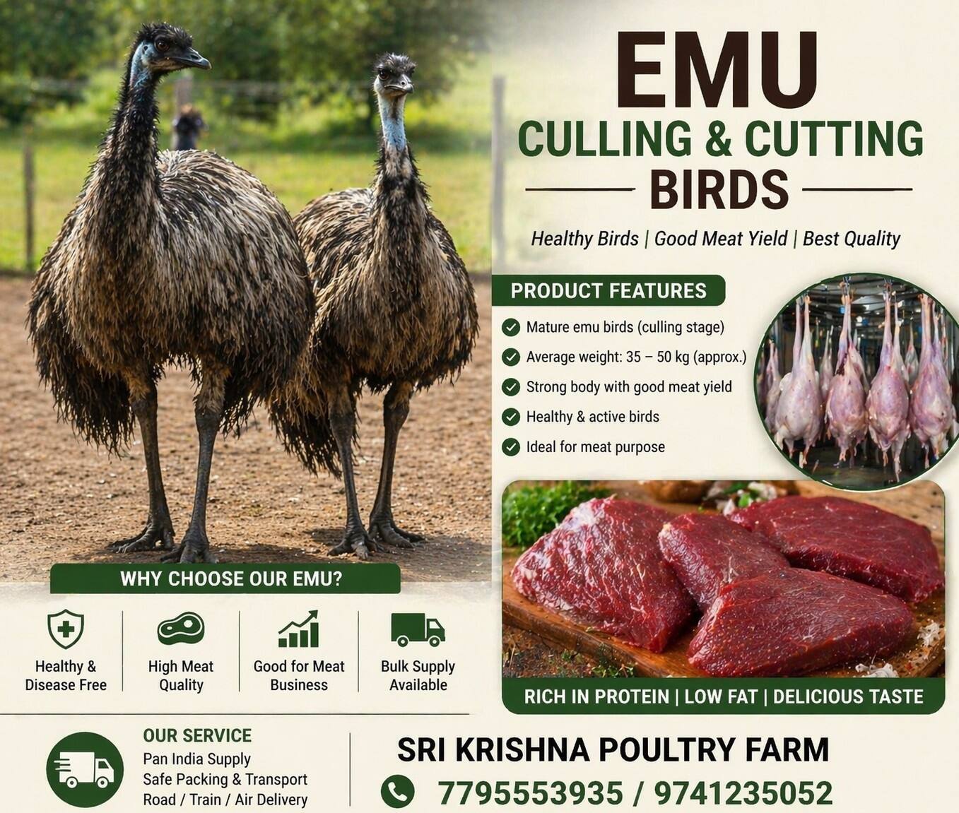 Adult Birds