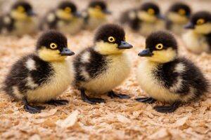 Day-Old Chicks