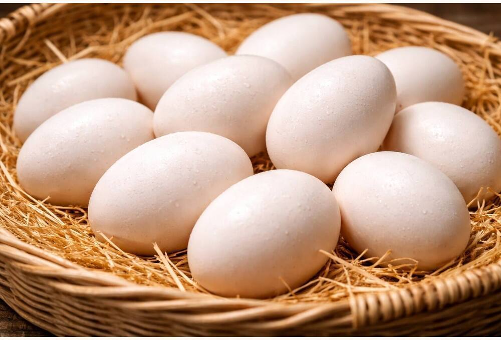 Goldeneye Duck Eating Eggs