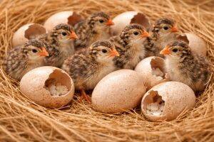 Eggs