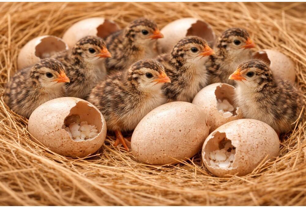 Guinea Fowl Hatching Eggs