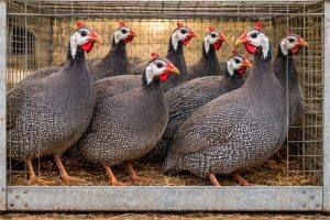 Adult Birds